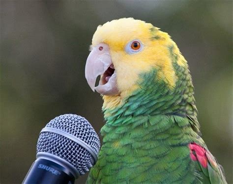 konuşan papağan konuşan papağan